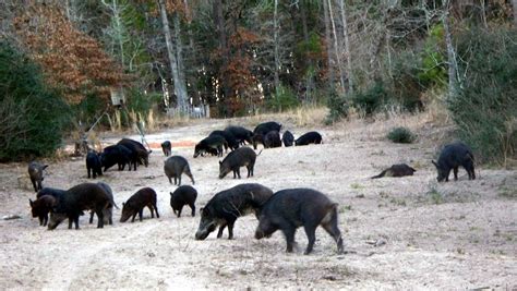 cheap feral hog hunts